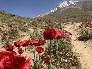 Flowers on Foothills